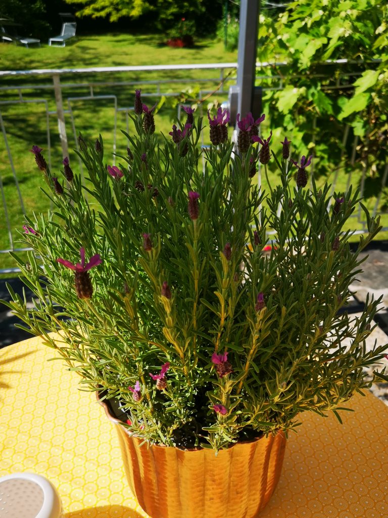 Terrasse_Lavendel2